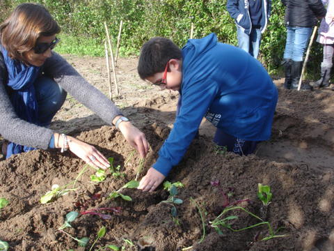 Plantação de cebola no terreno